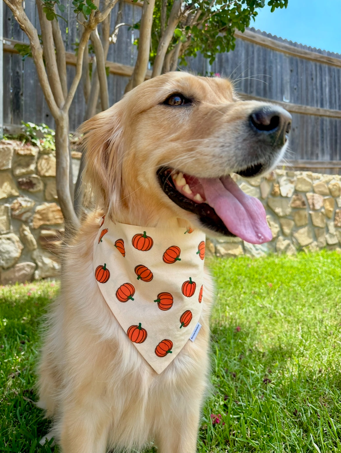 Pumpkin Patch Scrunchiedana®