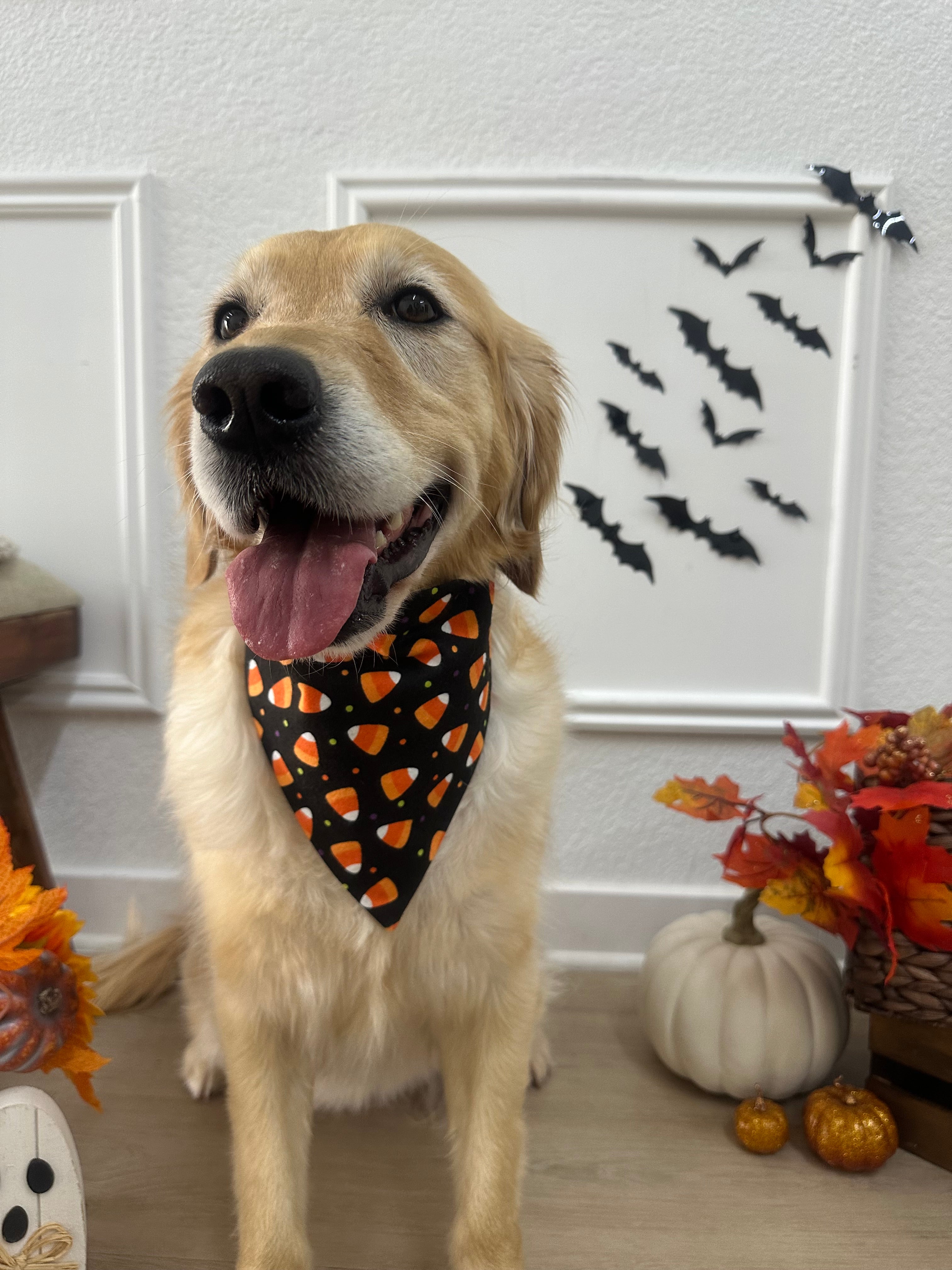 Candy Corn Flannel Scrunchiedana®
