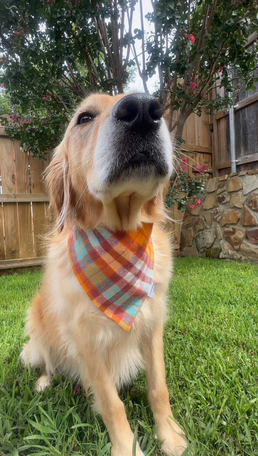 Apple Cider Scrunchiedana®