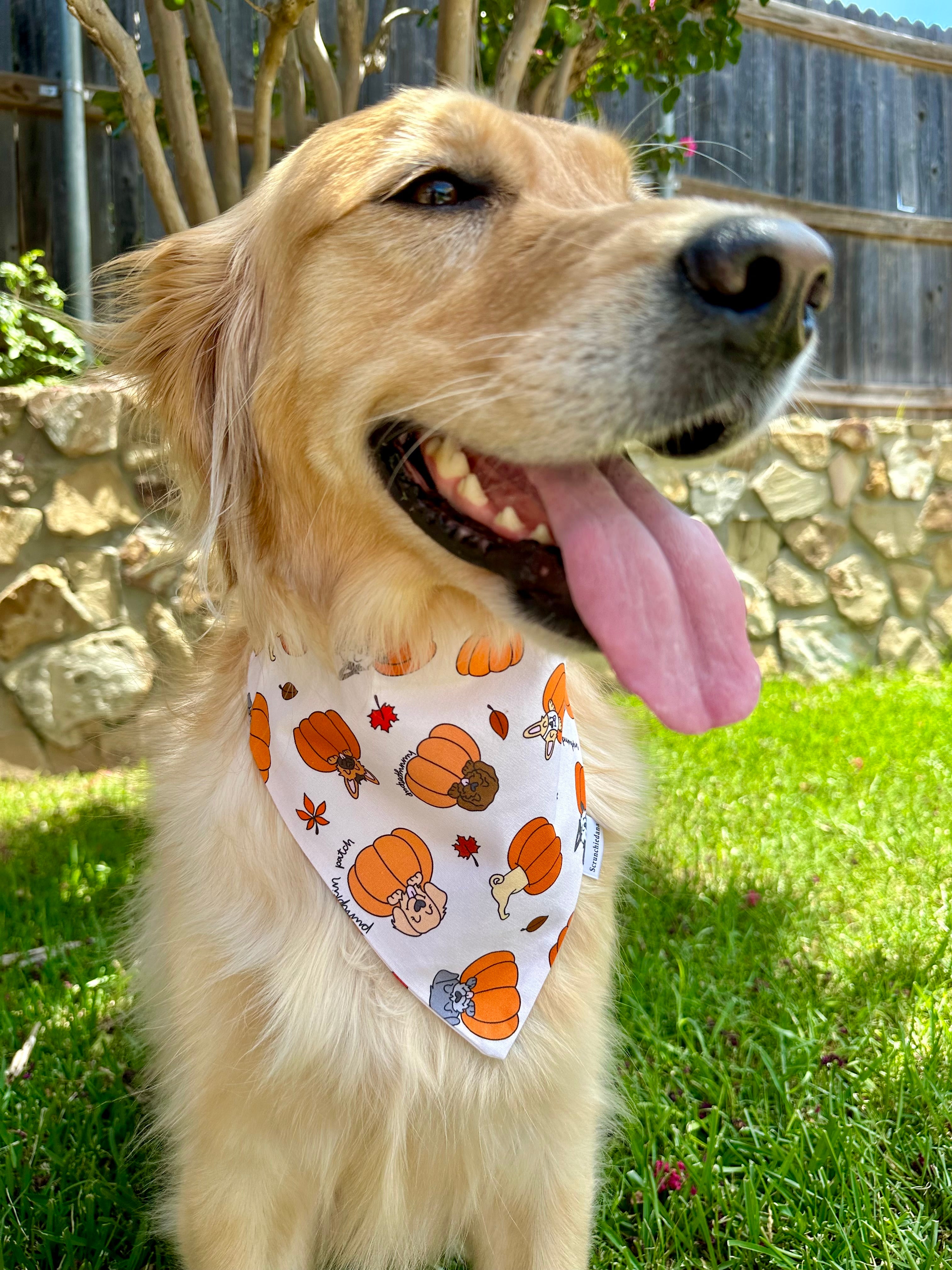 Pups in Pumpkins Scrunchiedana