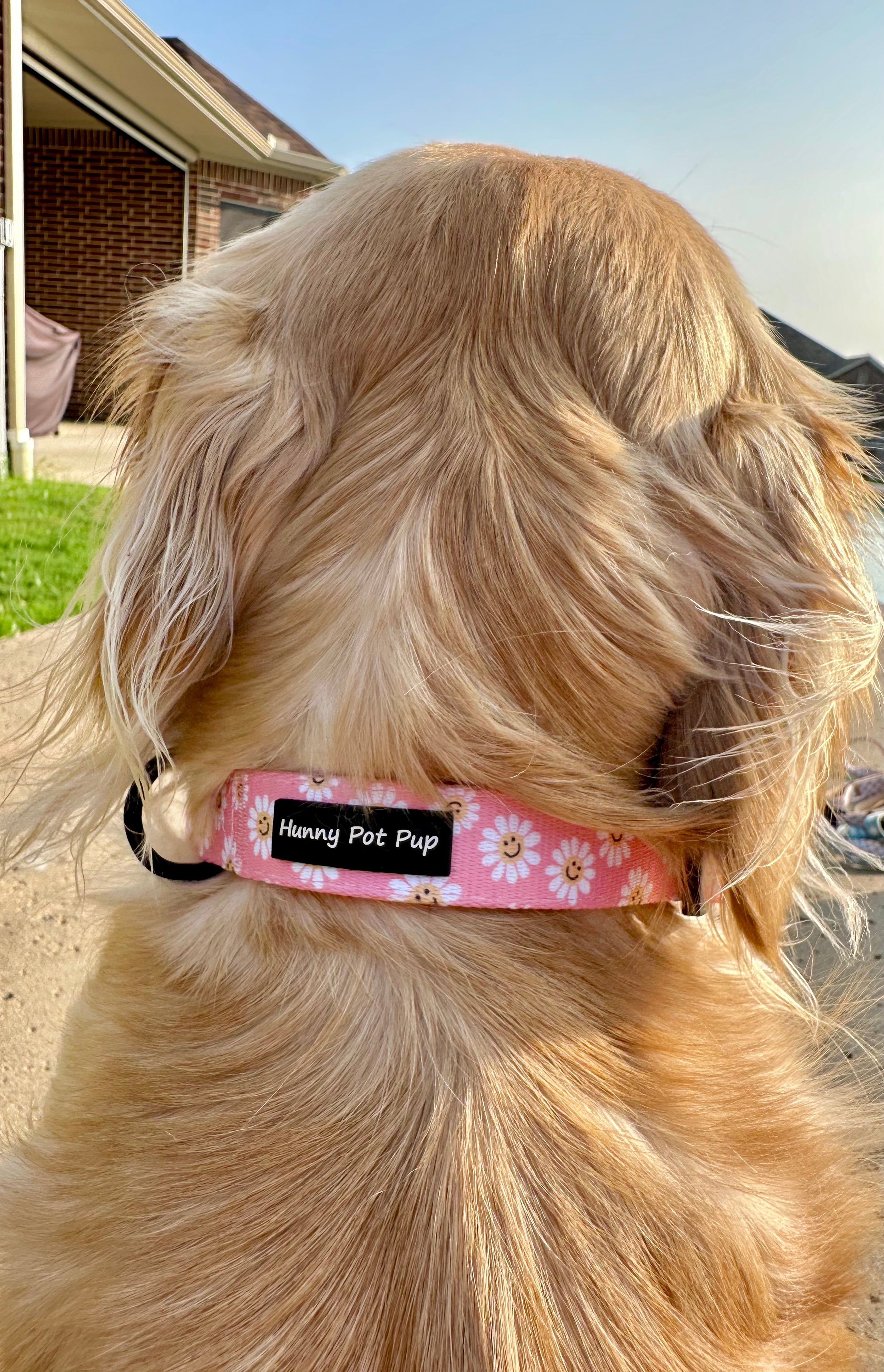 Smiley Daisy Collar