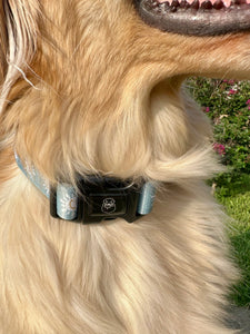 Sunny Day Collar