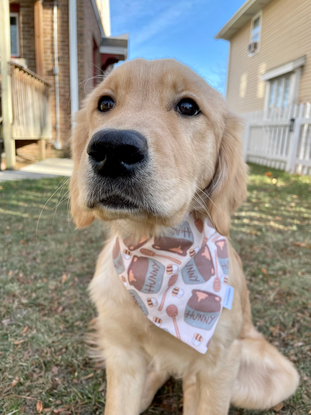 Hunny Pot Scrunchiedana®️